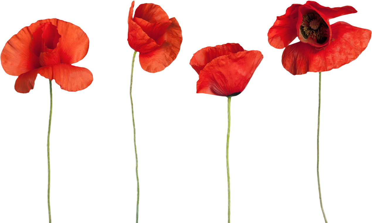 Red Poppy Flowers - Isolated